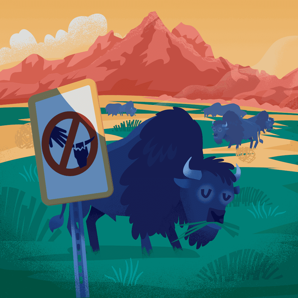 Yellowstone: Wildlife